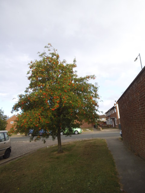 Rowan tree on Tithe Farm Road