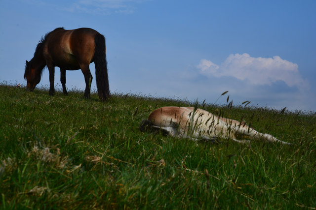 North Devon : Exmoor Pony