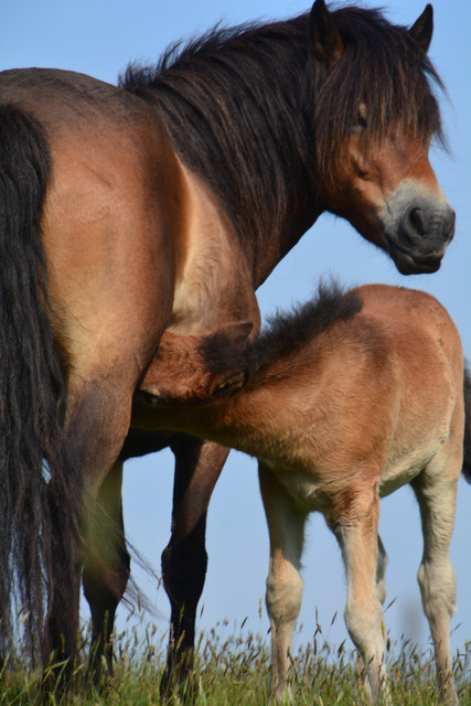 North Devon : Exmoor Pony