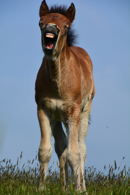 North Devon : Exmoor Foal