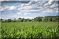 Maize field