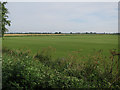 TL5367 : Turf field, Swaffham Prior Fen by Hugh Venables