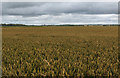 Crops on Scarisbrick Moss