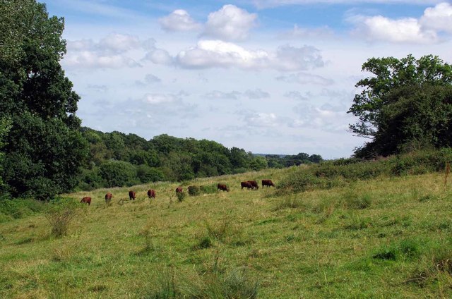 Grazing on Little Warley Common