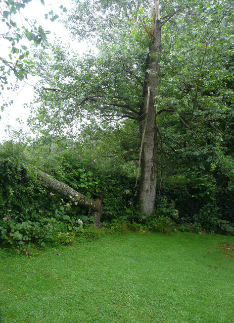 Storm-damaged tree in garden of Winterdown Cottage