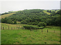 Winn Brook valley