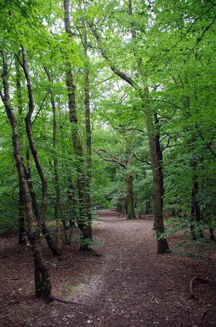 Path Through Larks Wood
