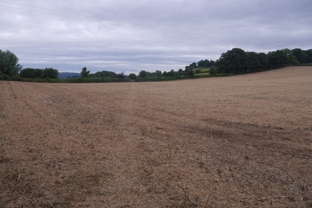 Harvested rape field, Caynham