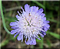 Scabious flower, Comber Greenway, Belfast (August 2016)