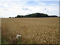 View towards a small area of woodland