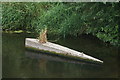 View of a concrete boat containing plants in Roding Valley Nature Reserve