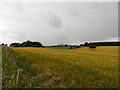 Field at Bandon, near Glenrothes