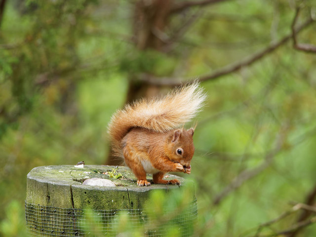 Red Squirrel - Abernethy National Nature Reserve