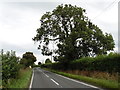 Large tree on the B3139