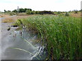 TR3654 : Tenant Pond, Fowlmead Country Park by PAUL FARMER