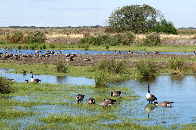 Canada Geese (Branta canadensis) on Lunt... © Mike Pennington ...