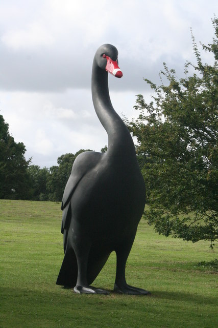 Corby Black Swan