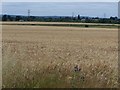 Wheat fields, Iver