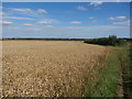 Bridleway and Crop Field