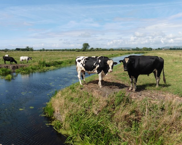 Cattle at Rattling Bow © Roger Cornfoot cc-by-sa/2.0 :: Geograph ...