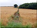 Footpath through a field of wheat