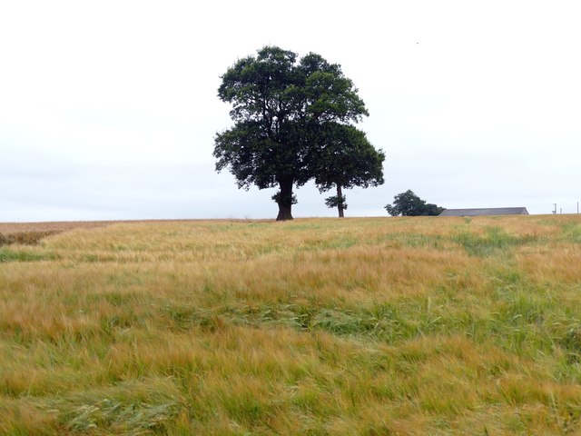 Tree in a field of barley