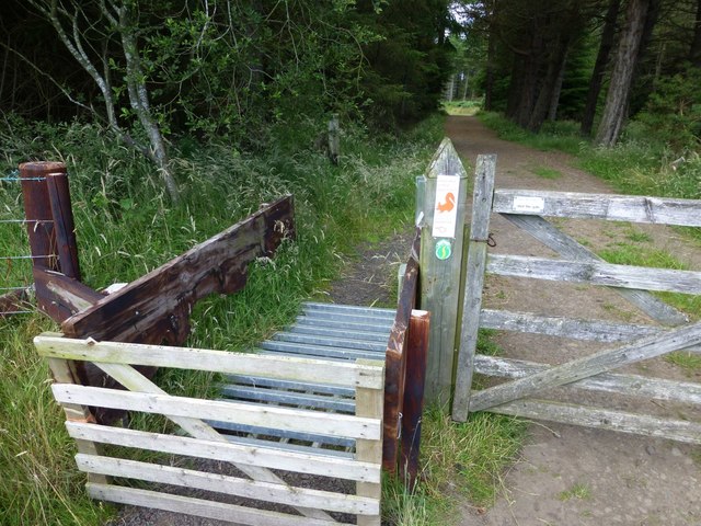 The narrowest cattle grid