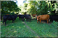 SO8404 : Cows across the path by Bill Boaden
