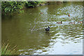 Coot at Kay Park, Kilmarnock