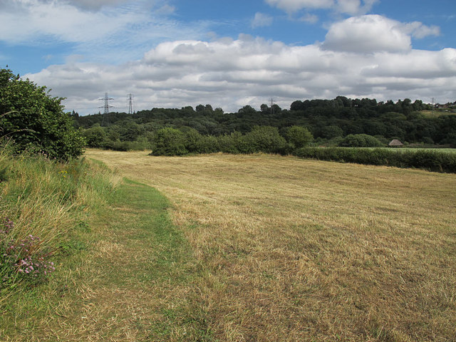 Hay meadow at Rodley nature reserve