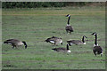 Crediton : Canada Geese