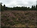 Heather by Frensham Little Pond