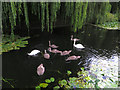 Swans on the Foss, York