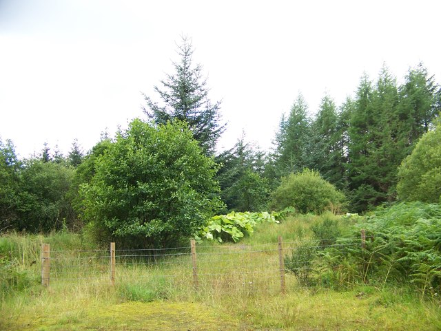 Trees and scrub at the side of the B839