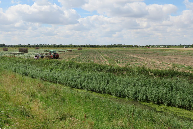 Cabbage harvesting south of Pinchbeck pumping station
