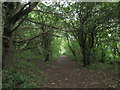 Path through Holme Wood