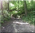 Dappled sunlight on the footpath