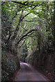 Mid Devon : Country Lane