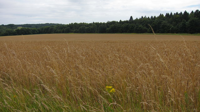 A field of ripe cereal crop