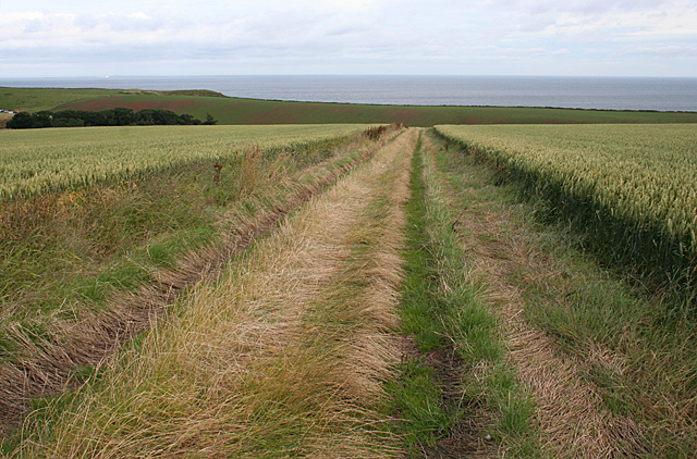 Track through the Wheat