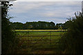 SX8898 : Newton St Cyres : Grassy Field & Gate by Lewis Clarke