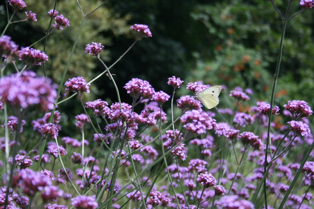 Botanical gardens butterfly