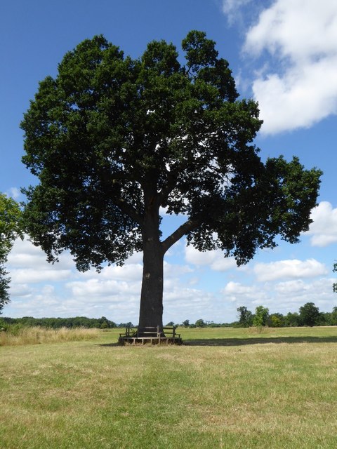 Oak tree in Croome Park