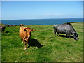 SC2785 : Clifftop cattle pasture, west of Knocksharry by Christine Johnstone