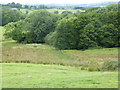 Wetland and woodland south of Girt Farm