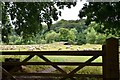 Sheep in Erddig Country Park