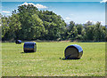 Silage bales in a field