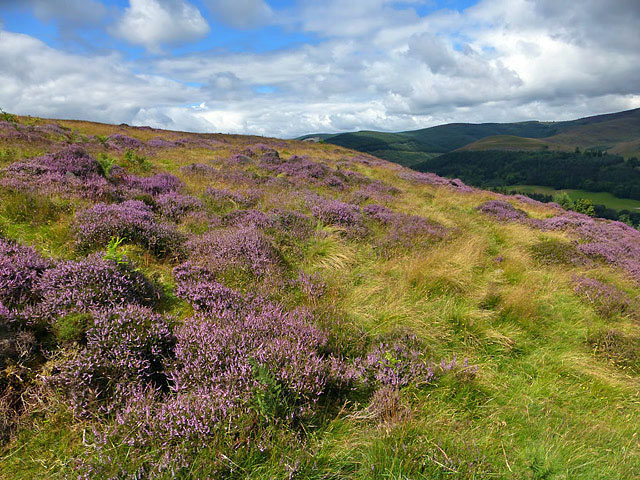 Heather hillside © Walter Baxter cc-by-sa/2.0 :: Geograph Britain and ...