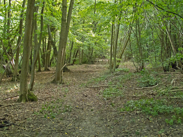 Path in Farningham Woods