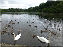 J2458 : Swans, Hillborough Lake by Kenneth  Allen